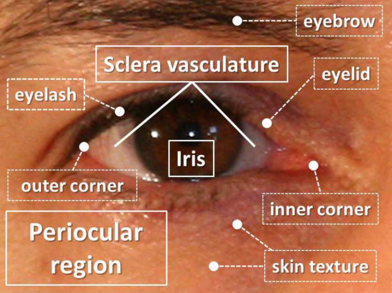 File:Periocular region.jpg